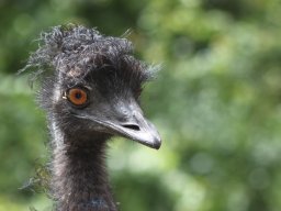 Emu, Australien